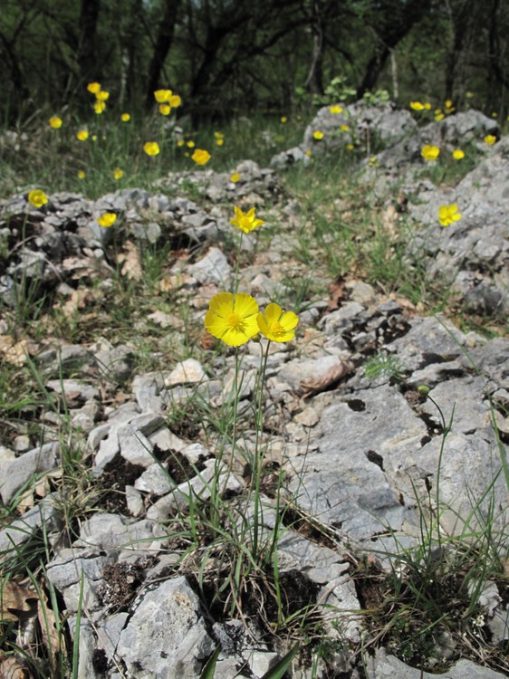 Ranunculus gramineus