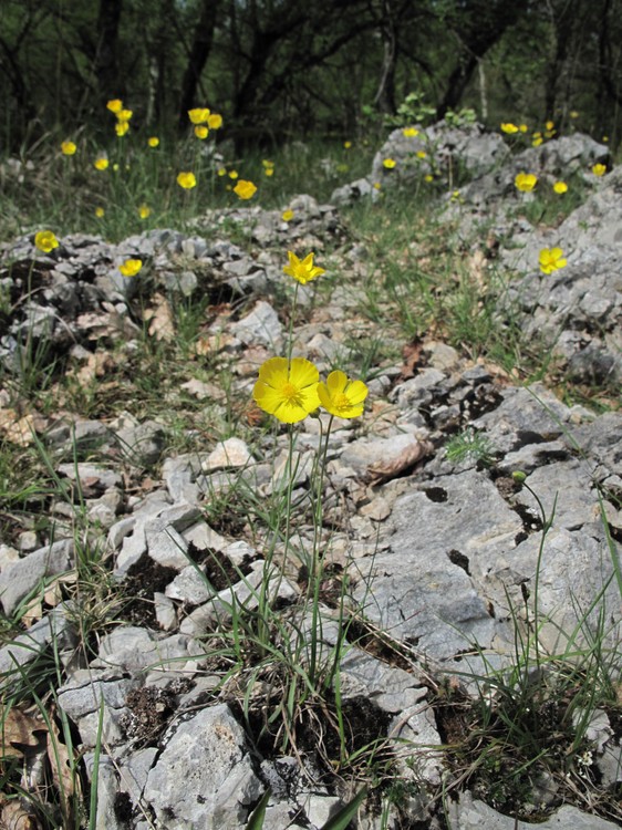 Ranunculus gramineus