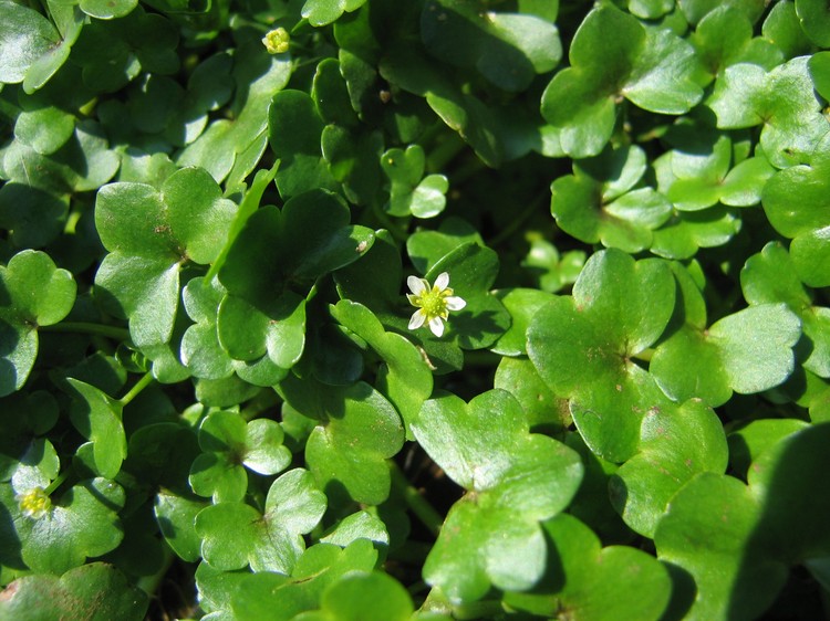 Ranunculus hederaceus