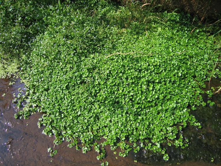 Ranunculus hederaceus