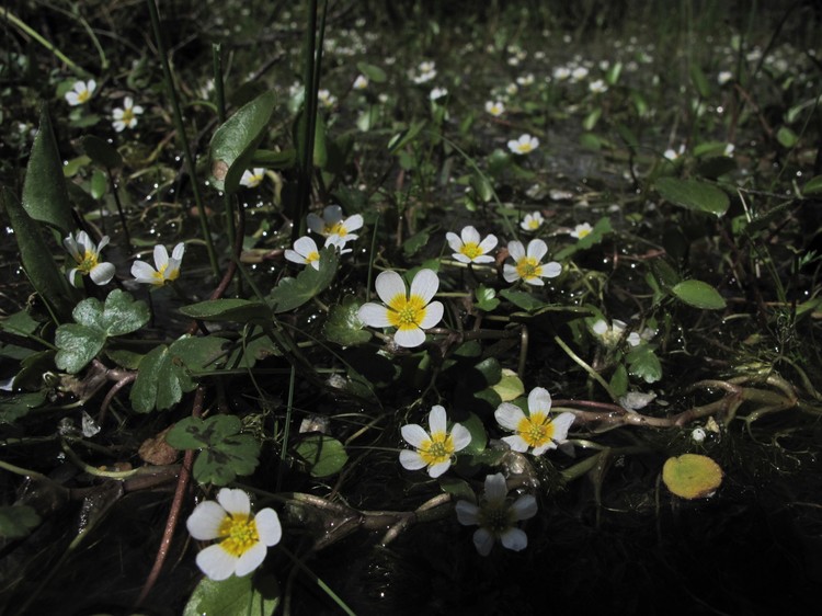 Ranunculus peltatus