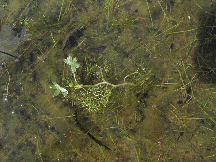 Ranunculus peltatus
