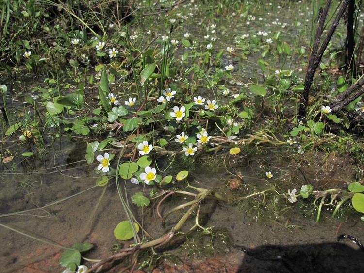 Ranunculus peltatus