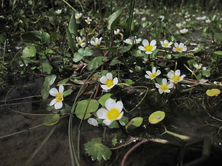 Ranunculus peltatus