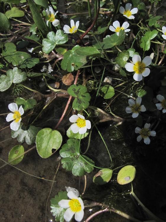 Ranunculus peltatus