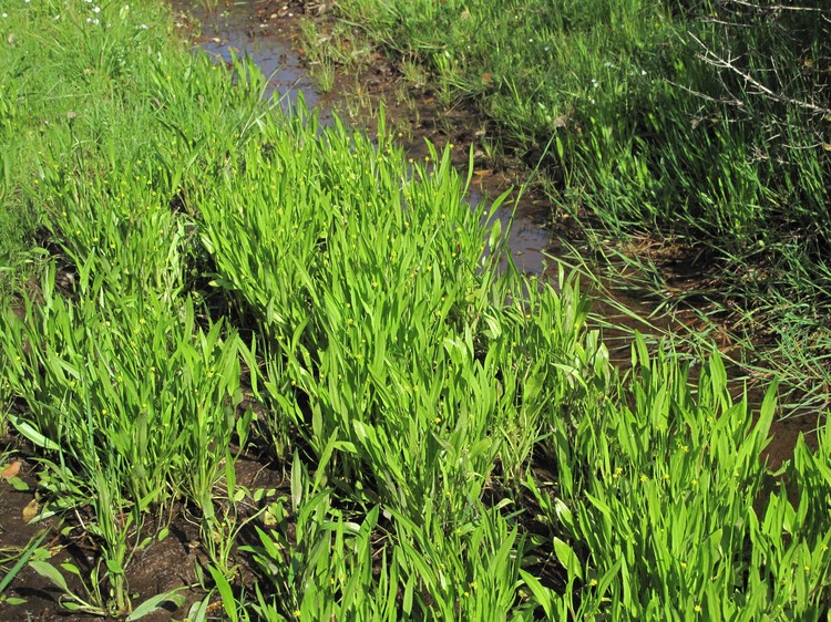 Ranunculus revelieri