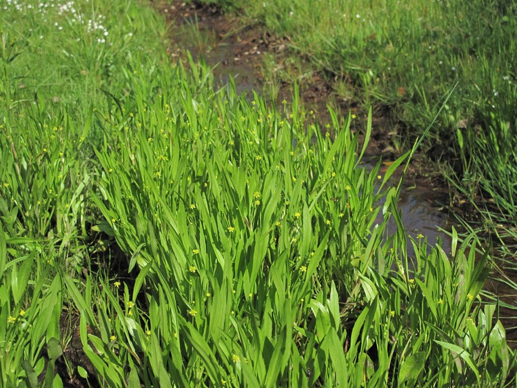 Ranunculus revelieri