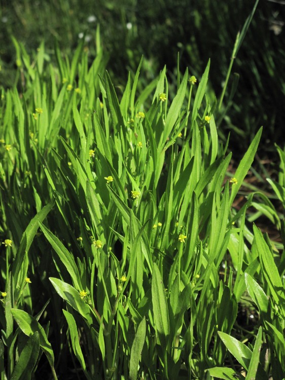 Ranunculus revelieri