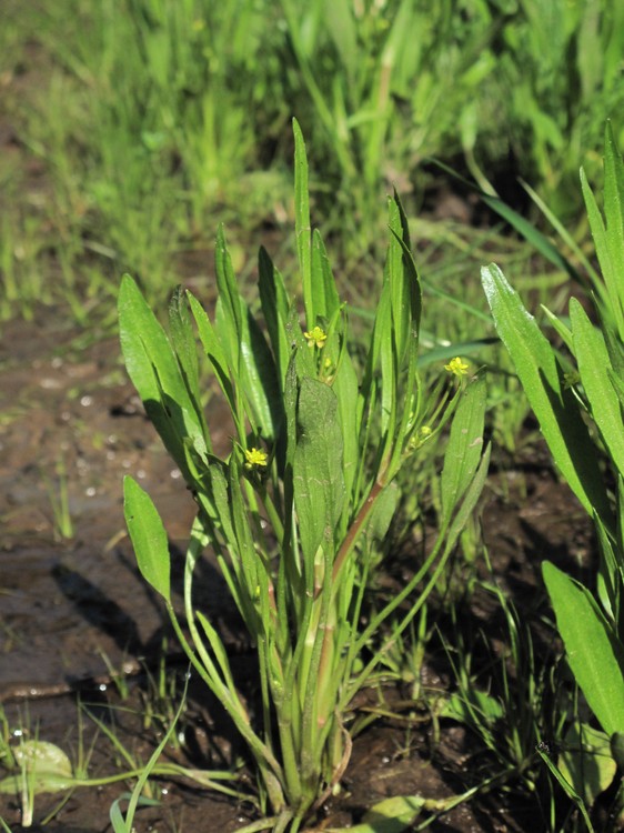 Ranunculus revelieri
