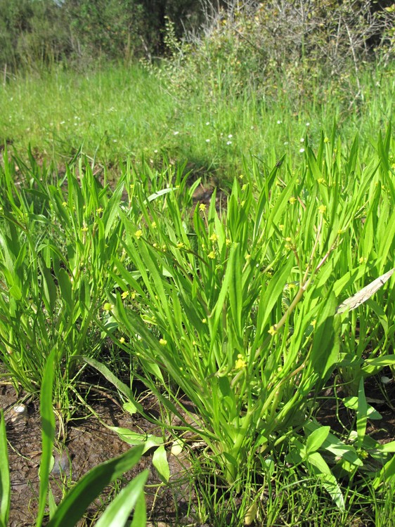 Ranunculus revelieri