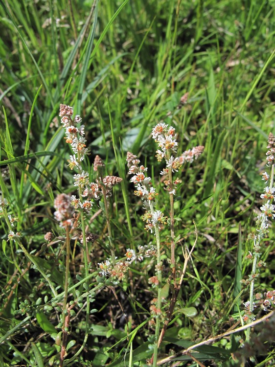 Sesamoides purpurascens