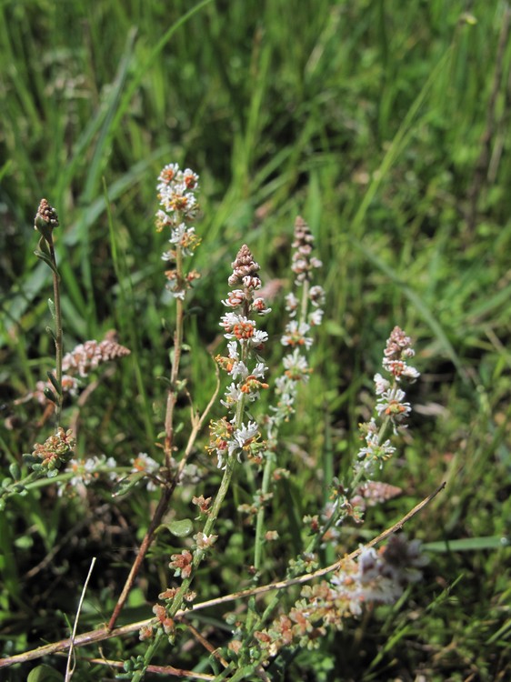 Sesamoides purpurascens