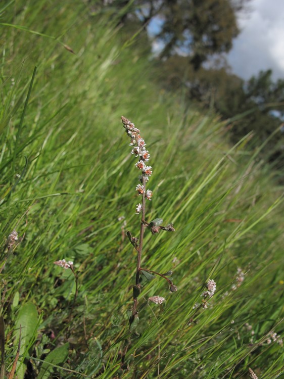 Sesamoides purpurascens