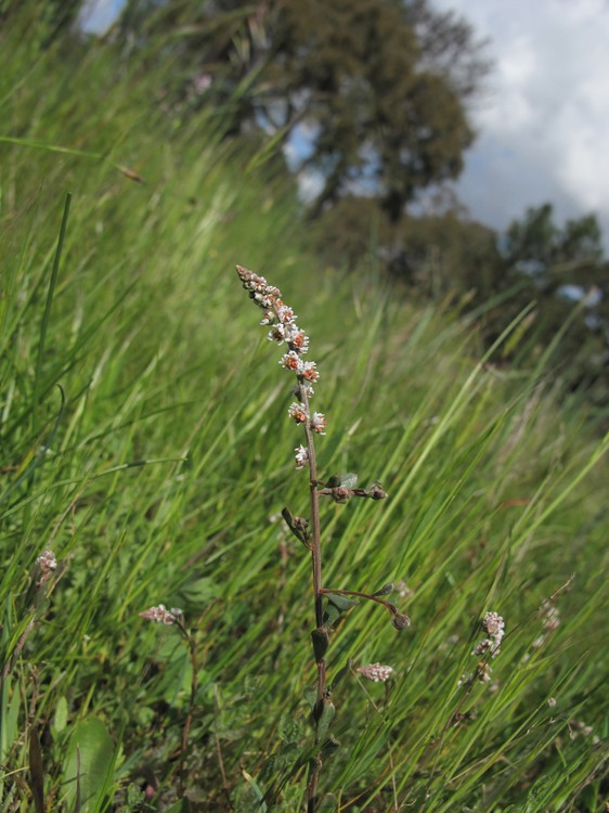 Sesamoides purpurascens