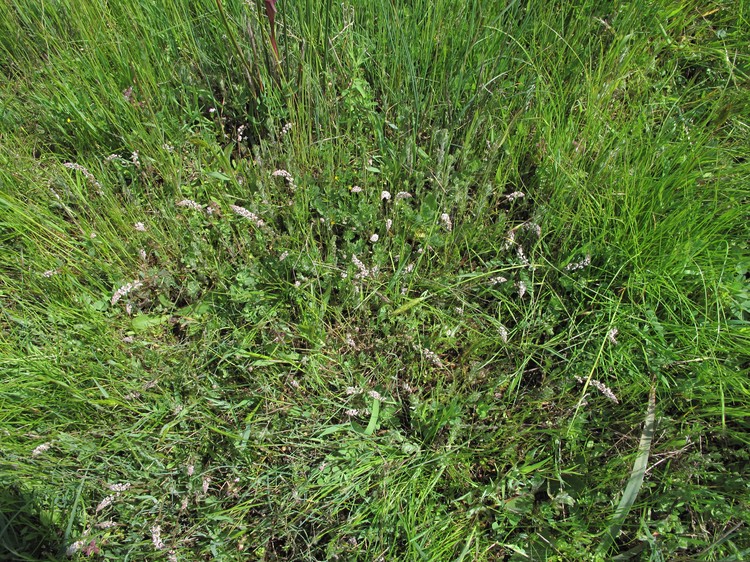 Sesamoides purpurascens