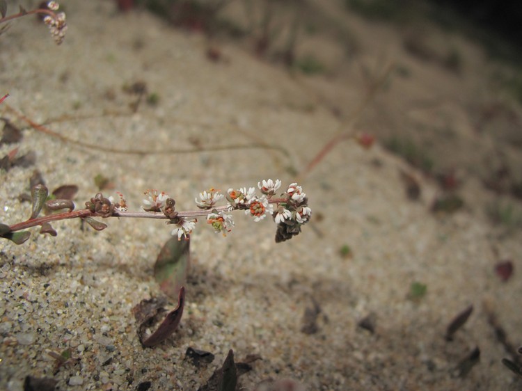 Sesamoides purpurascens