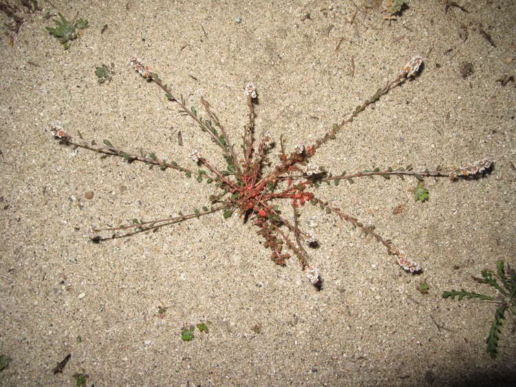 Sesamoides purpurascens