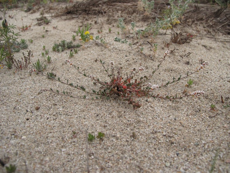 Sesamoides purpurascens
