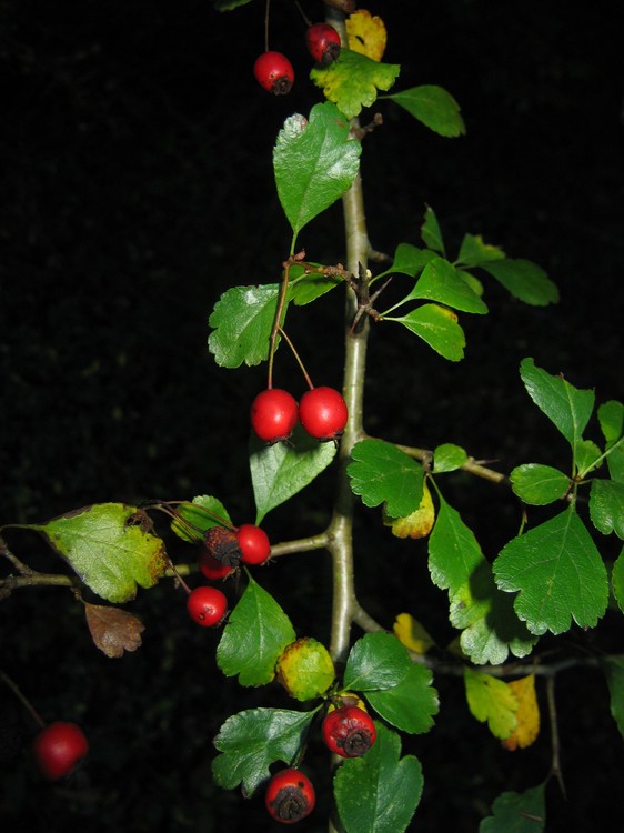 Crataegus laevigata