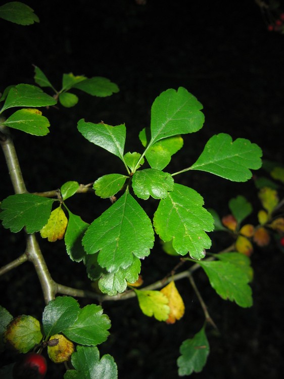 Crataegus laevigata