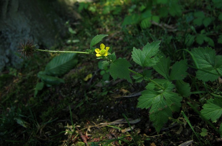 Geum urbanum