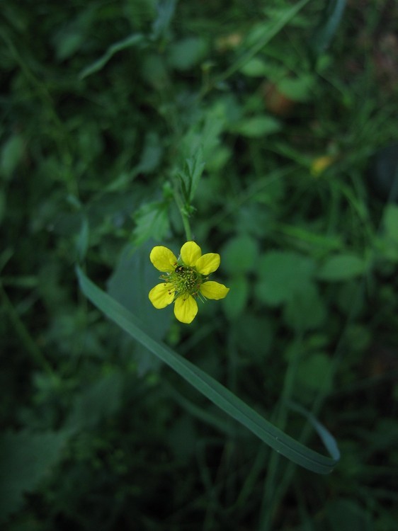 Geum urbanum