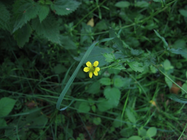 Geum urbanum