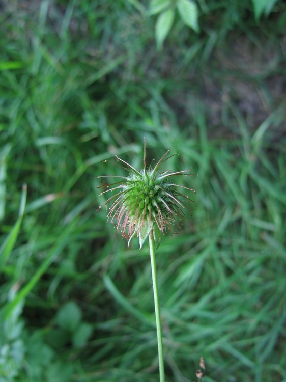 Geum urbanum