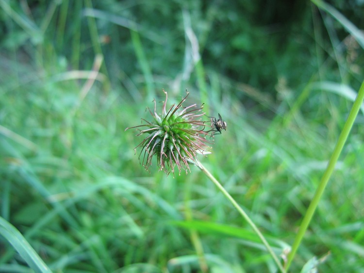 Geum urbanum