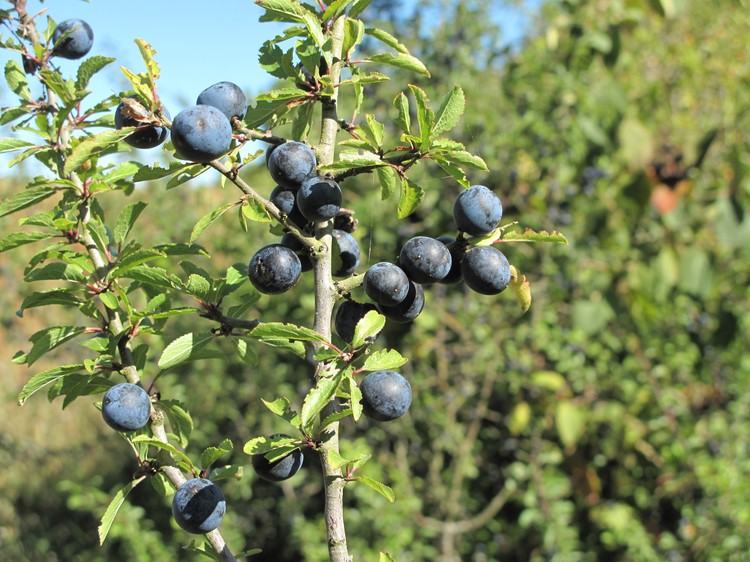Prunus spinosa