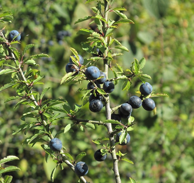 Prunus spinosa