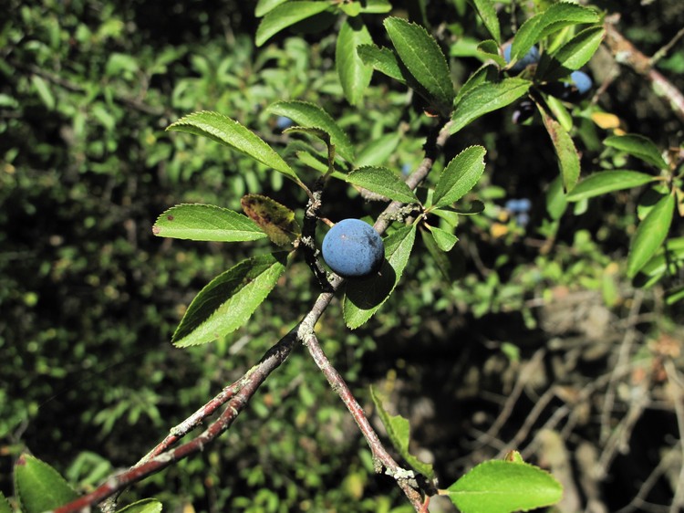 Prunus spinosa