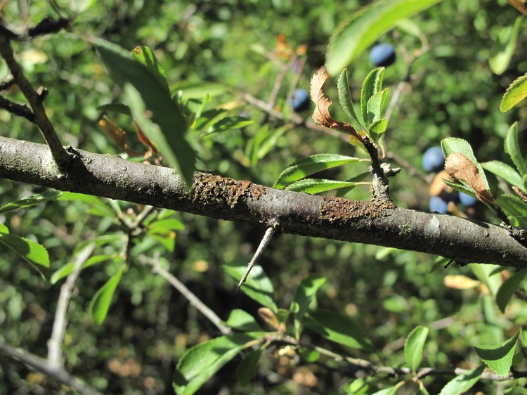 Prunus spinosa