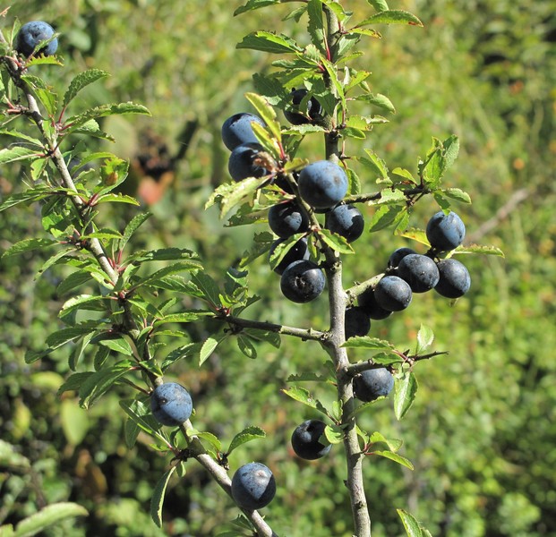 Prunus spinosa