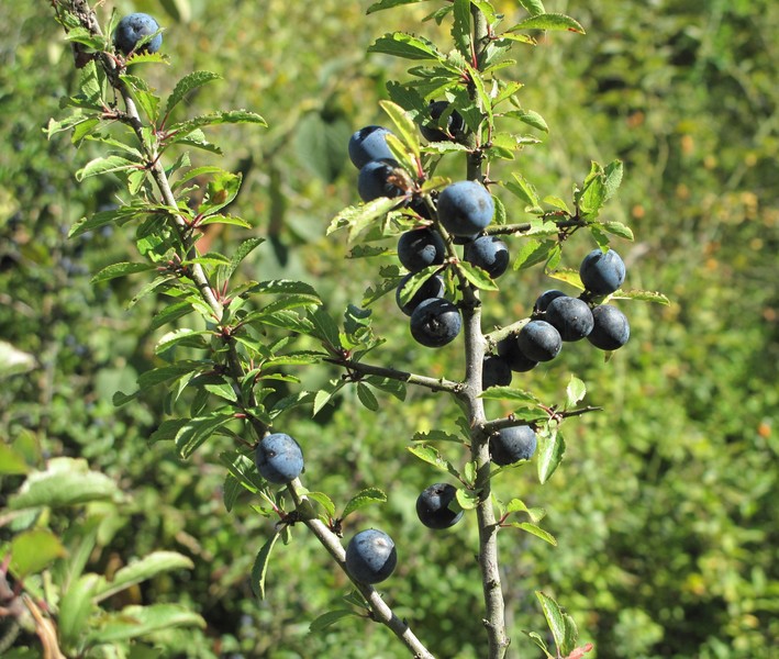 Prunus spinosa