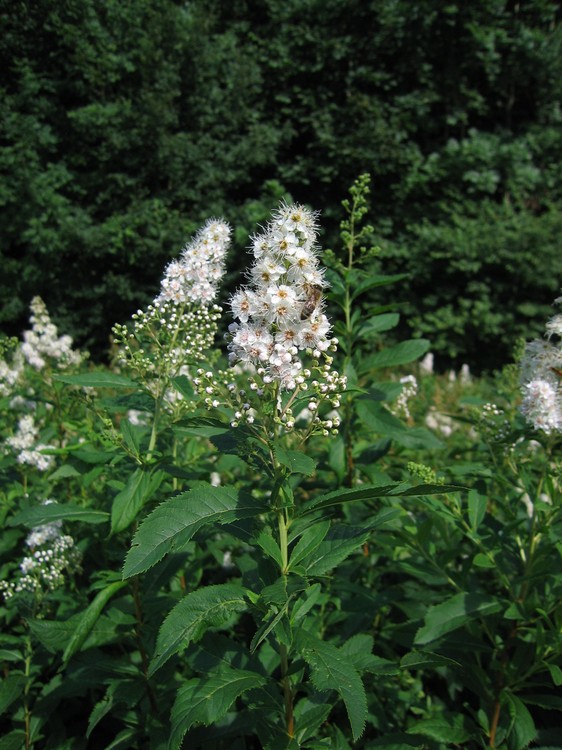 Spiraea alba