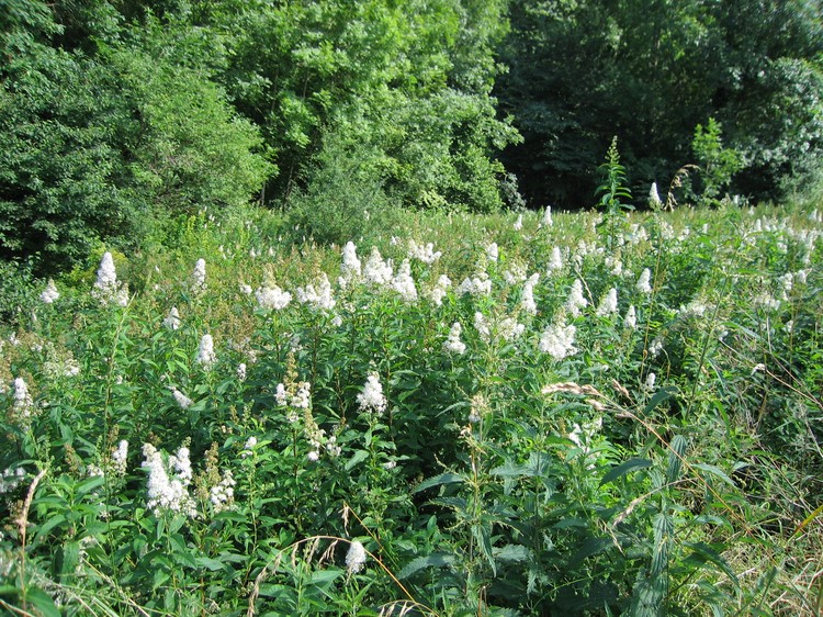 Spiraea alba