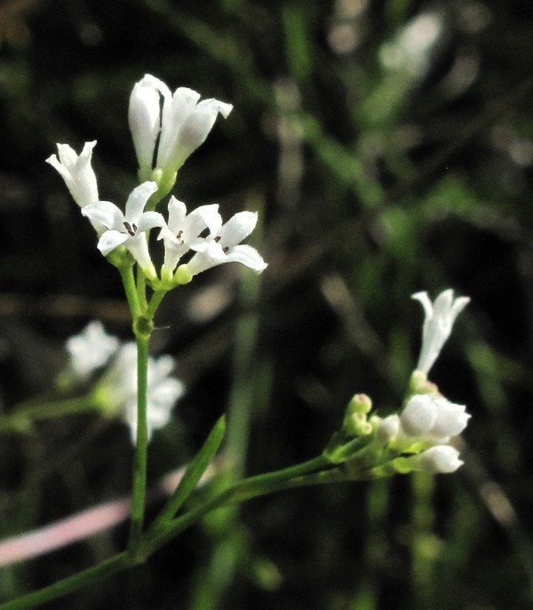 Asperula cynanchica