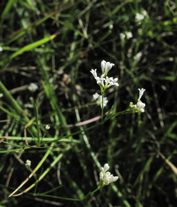 Asperula cynanchica