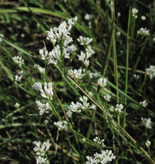 Asperula cynanchica