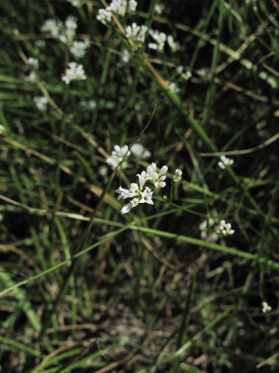 Asperula cynanchica