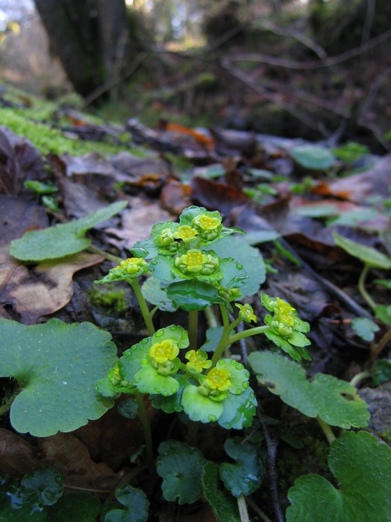 Chrysosplenium alternifolium