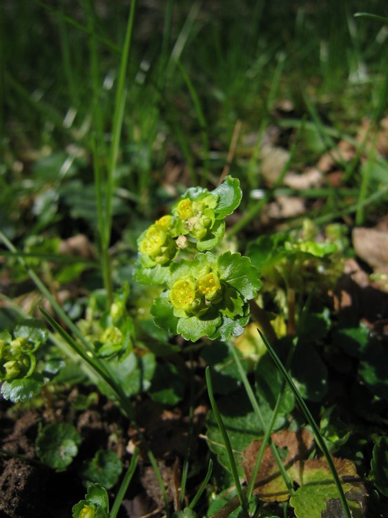 Chrysosplenium alternifolium