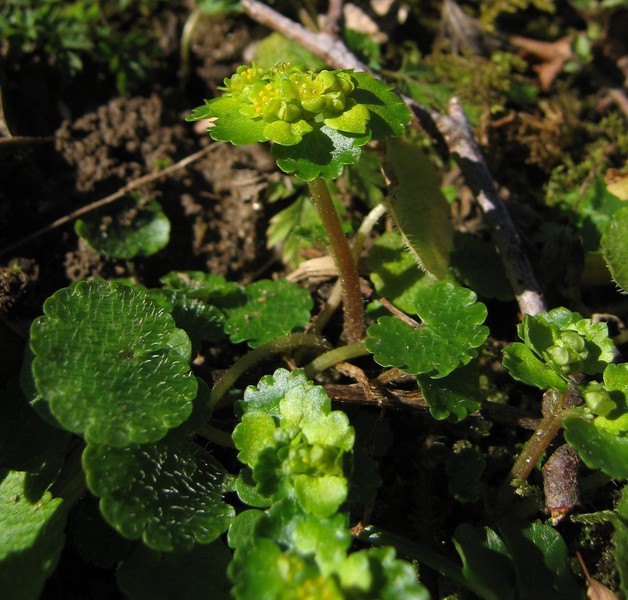 Chrysosplenium alternifolium