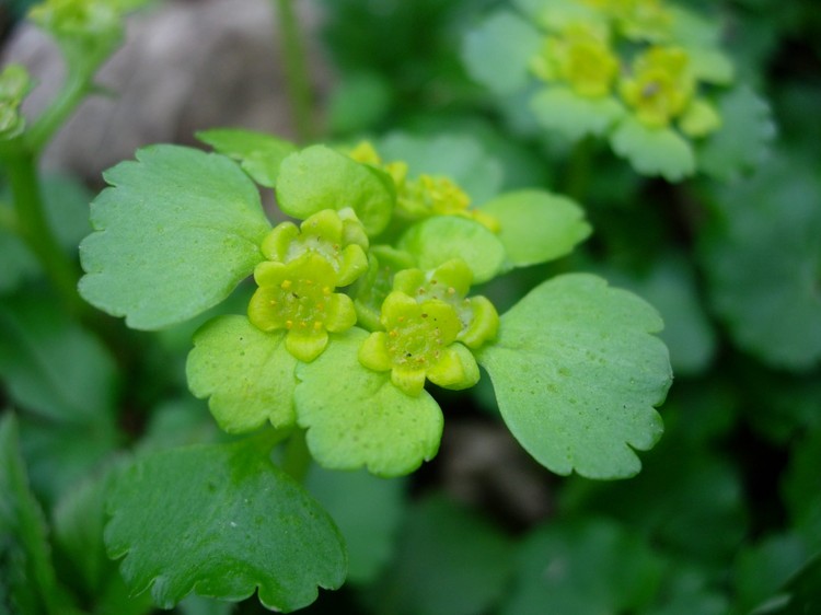 Chrysosplenium alternifolium