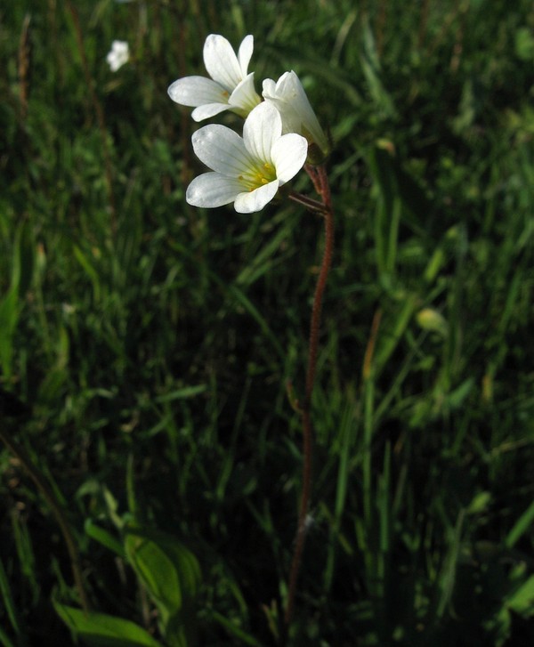 Saxifraga granulata