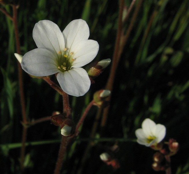 Saxifraga granulata