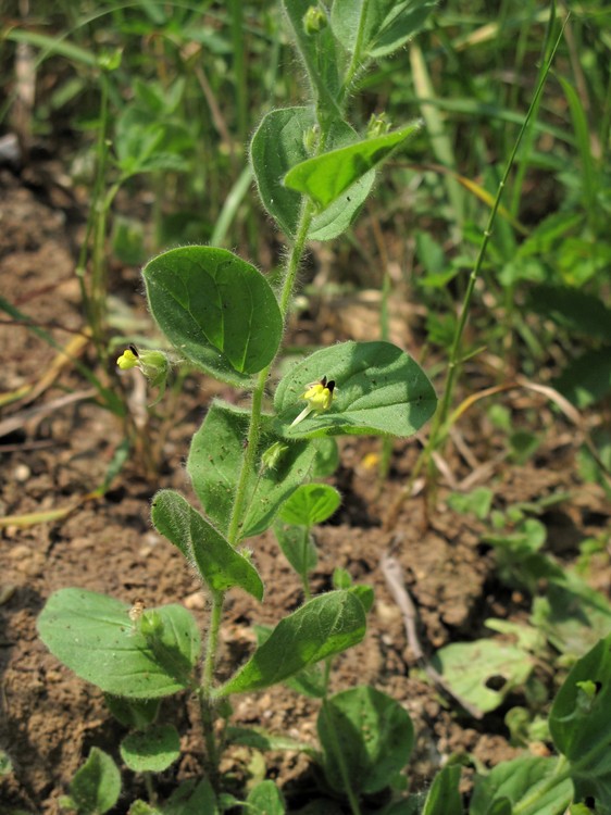 Kickxia spuria