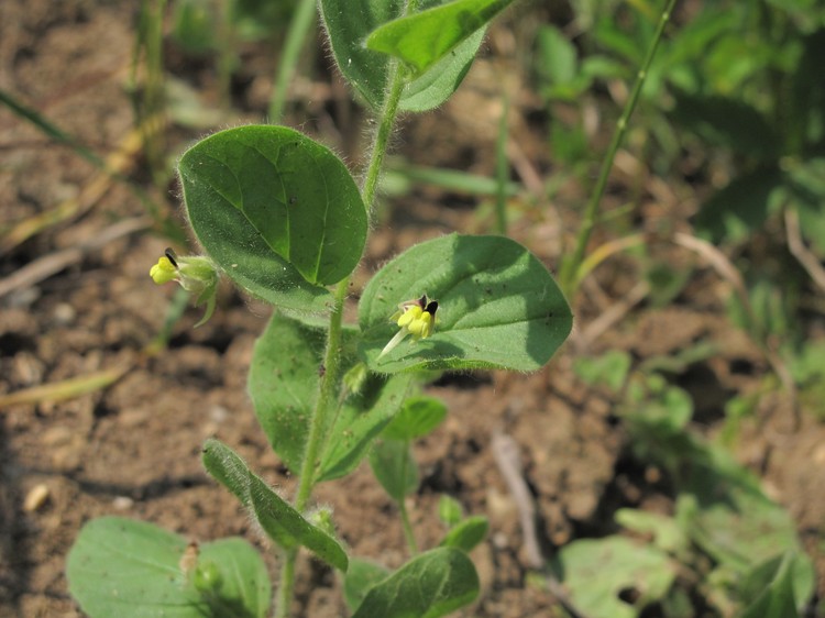 Kickxia spuria