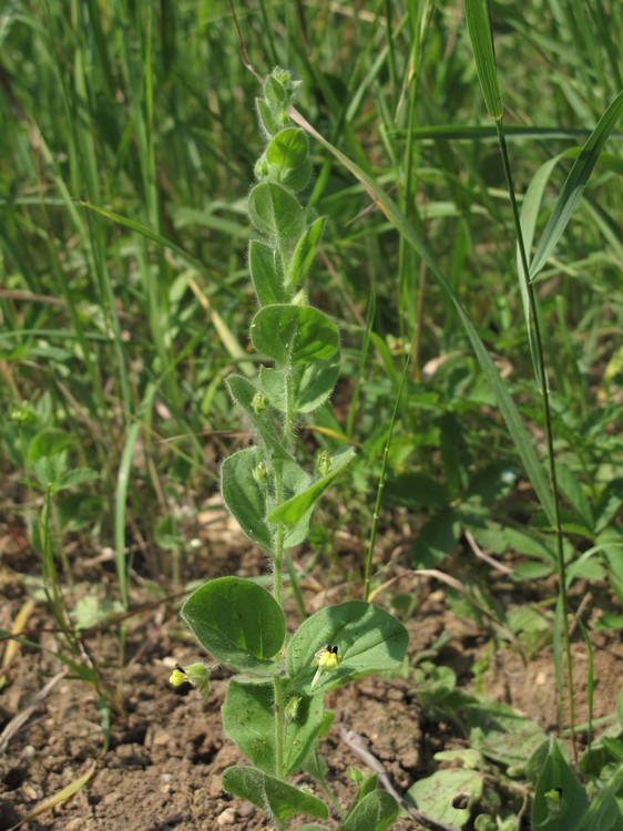 Kickxia spuria